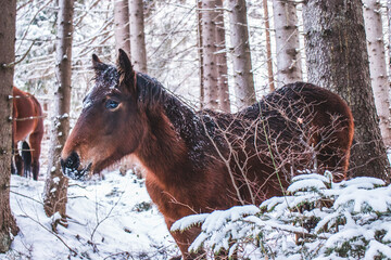 Horse in forest in winter