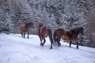 Horses playing in snow in a forest