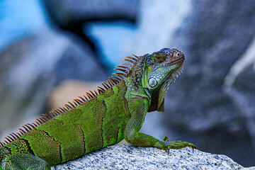 Wildlife reptile in Florida. Green lizards iguana. Iguana dragon close up.