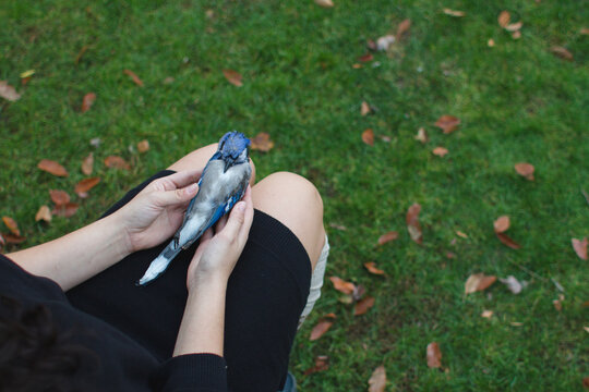 girl holding dead bluejay