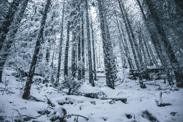 Snowy woods in winter