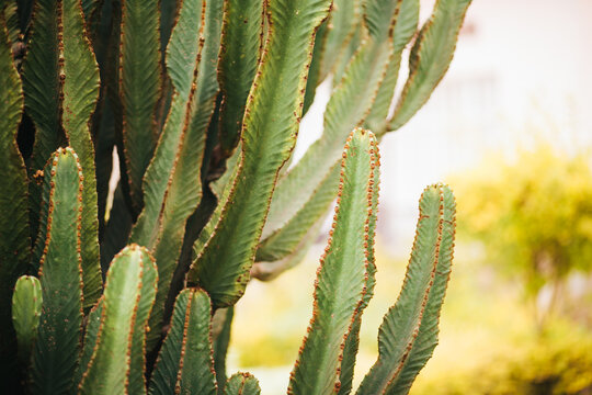 Beautiful Green Cactus in Golden Light
