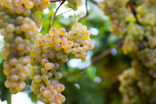 White Wine Grapes In Vineyard in Liguria, Italy