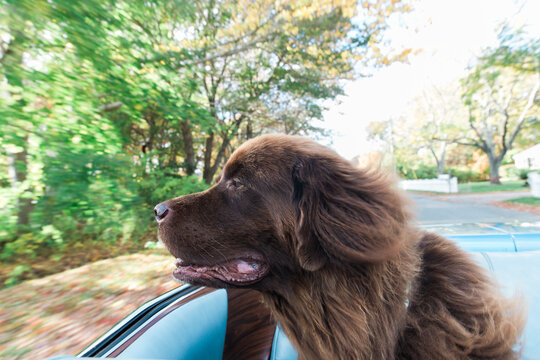 Cruisin'