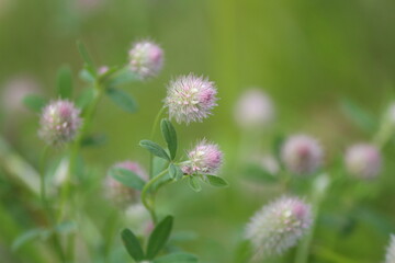 Trifolium arvense or Hare's foot trefoil or rabbitfoot clover or rabbits-foot clover or hare's foot cloveк. Delicate pink flowers of Haresfoot trefoil on a green meadow on a sunny summer day.