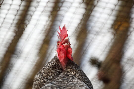 cock-a-doodle-doing rooster seen from below