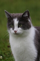 Portrait of a beautiful cat of gray smoky color with expressive green eyes on a background of green grass. Cute cat in a green garden close-up.