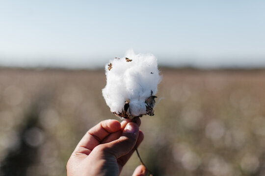 A person holding a bulb of cotton in the countryside.