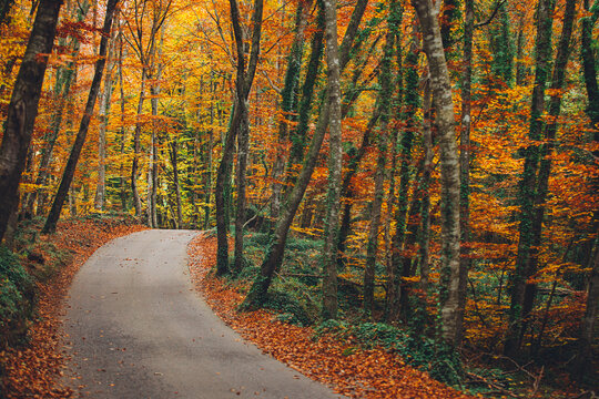 Autumn scene. Road in the middle of the forest.