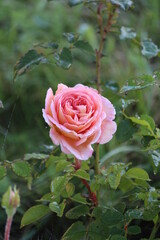 Beautiful orange rose with  dew drops on the petals on a bright green blurred background in the garden on a summer morning. Greeting card with floral design. Fragrant fresh rose.