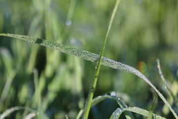 Small and frequent dew drops sparkling in the sun cover a leaf of green grass in the early summer morning at dawn. Sun glare. The magic of the morning. Silver dew.