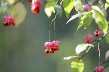 Euonymus verrucosus or Warty-barked Spindle. Ripe pink orange poisonous wild berries on a green slightly yellowed branch close-up in the forest on a sunny last day of summer. Sunny autumn nature.