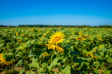 Sunflowers in late August 2020