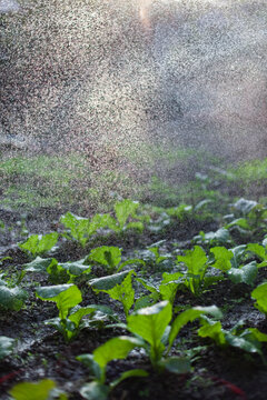 Watering a kitchen garden in the backyard.