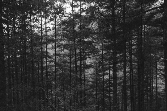 Black and white image of pine forest.