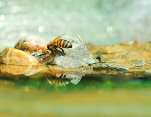 Honey bee looks for a place to drink in the bird bath in local backyard garden