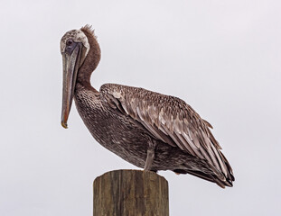 Pelican post