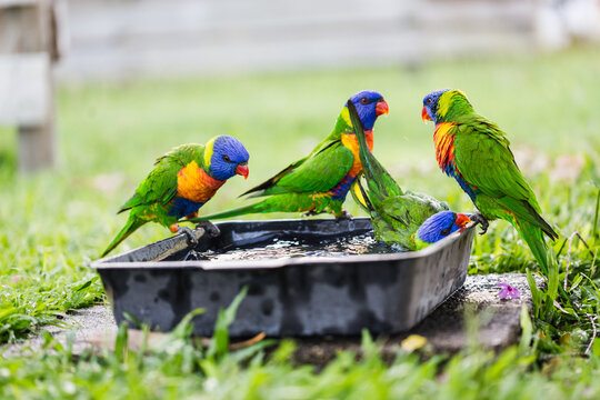 Parrots drinking water in a garden