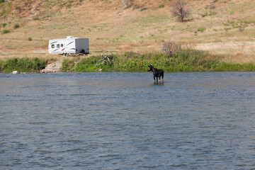 Moose in the Madison River
