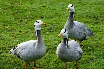 group of geese