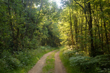 Fototapeta na wymiar Path in a pine forest.