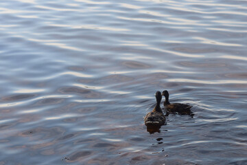 Two ducks on the water.