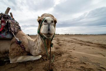 Portrait of a funny camel