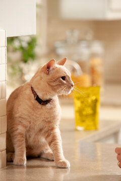 Tight shot of cat a sitting on the kitchen counter, looking off camera
