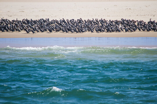 Group of cormorants on a beach