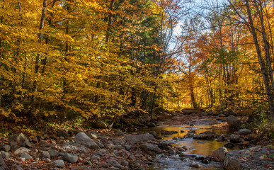 Autumn Colors along the Creek Bed