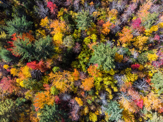 Birds Eye View of the Fall Colors