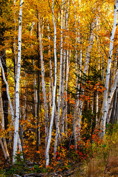 Birch Trees Contrast with the Fall Colors