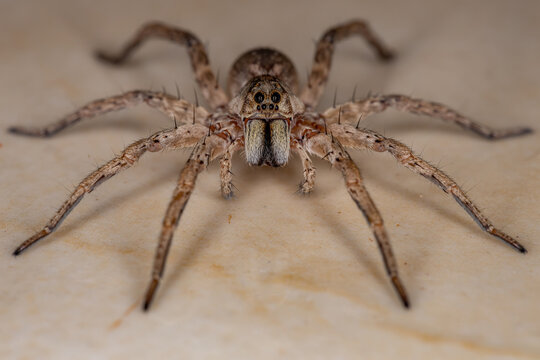 Wolf Spider of the Family Lycosidae