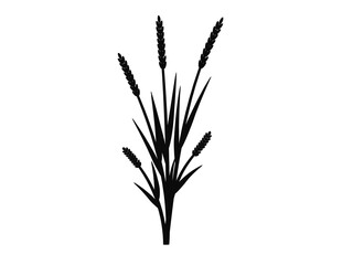 Silhouette of grass with inflorescences spike