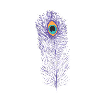 Peacock feathers, flat style. Straight and curved. Blue colored feathers of exotic birds