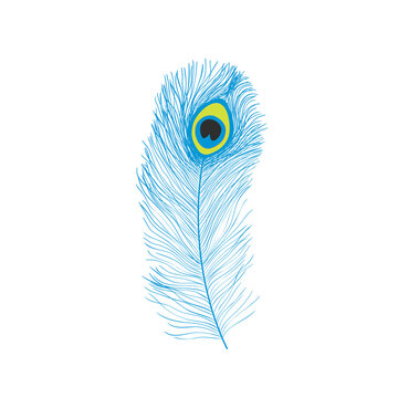 Peacock feathers, flat style. Straight and curved. Blue colored feathers of exotic birds