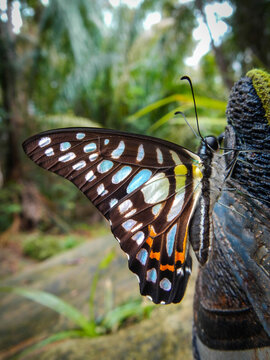 Colourful butterfly sitting on a shoe