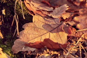 Fallen autumn leaves on the ground