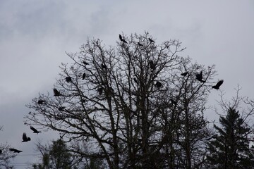 Murder of Crows in tree