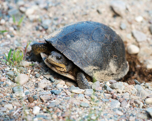 Musk Stink pot turtle stock photos. Musk Stink pot turtle digging a hole for laying eggs in its environment and habitat with rock and gravel background.