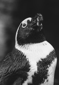Penguin looking proud.