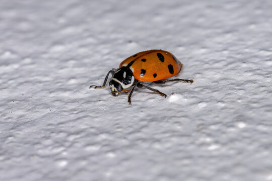 Convergent Lady Beetle of the species Hippodamia convergens