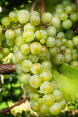 chardonnay grapes on the vine