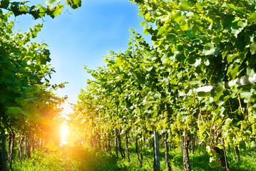 chardonnay grapevines at sunset