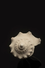 conch shell on black 2101 MO 092020