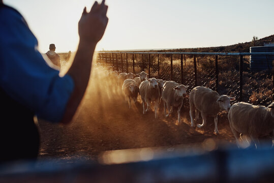 counting sheep on farm