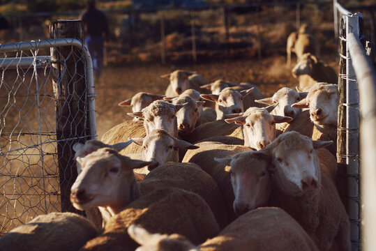 Sheep in paddock