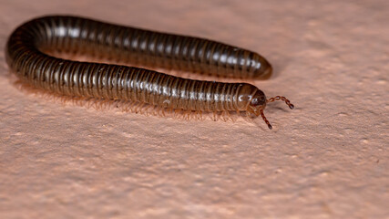 Parajulid Millipede of the Family Parajulidae with selective focus