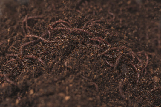 Close Up Picture Of A Pile Of Worms In Compost