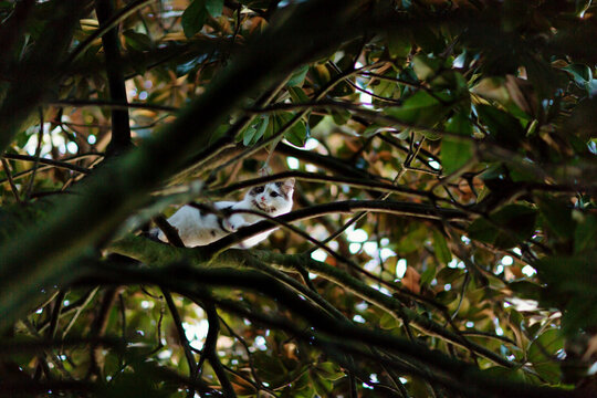 Siberian cat looking down from high tree branches